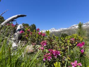 Wandern Vinschgau