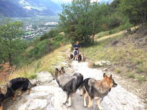 Holidays with dog
