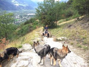 Urlaub Hund Goldrain Vinschgau