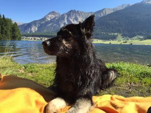 Urlaub Hund Goldrain Vinschgau