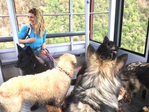 Holidays with dog