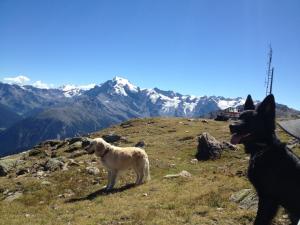 Holidays with dog