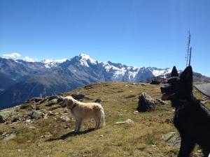 Urlaub Hund Goldrain Vinschgau