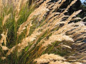 Impressionen Obkircher Goldrain