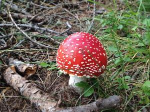 Impressionen Obkircher Goldrain