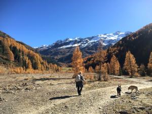 Holidays with dog